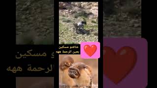 سبحان الله العظيم #short #shortsvideo #cat #dog #viral