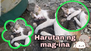 Harutan ng Mag-inang pusa | Ang cute