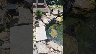 switched up the pond an waterfall for 2023 summer koi happy