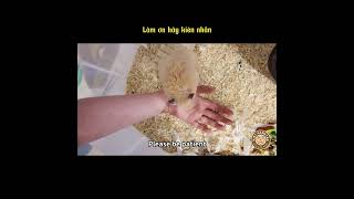 Cách thuần hóa Hamster và giảm việc bị cắn How to Tame Hamster and Minimise Biting Kiệt Hamster