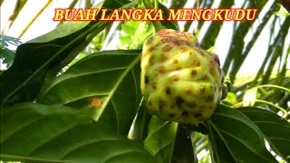 buah mengkudu berkhasiat mujarab