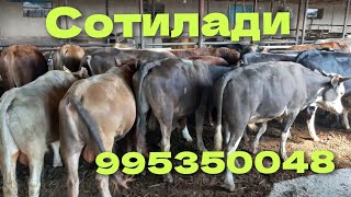 Кыргызстон ва Казакистон парода букалар СОТИЛАДИ +998995350048