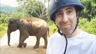 TOO CLOSE to elephants and temples in the sky. Chiang Mai, Thailand