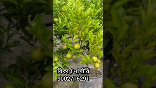 বিকাশ নার্সারি|🍊|রেডি ফল গাছ পেয়ে যাবেন|🍊|#trending #nursery #shorts