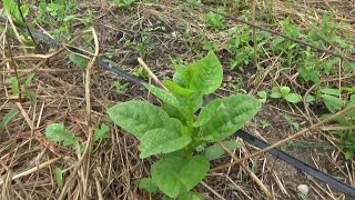 【自然農】2023年7月5日 スイートコーン初収穫・トマト下葉が枯れる【natural farming】