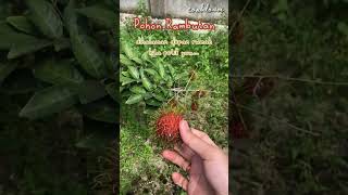 Diolah jadi asinan rambutan sepertinya enak ya? #shorts