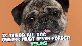 12 Things All Pug Owners Must Never Forget! 🐶