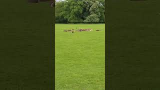 Naturgeräusche im Tierpark.