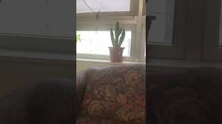 Nice plants by my room 10/28/2024