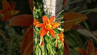 orange daylily