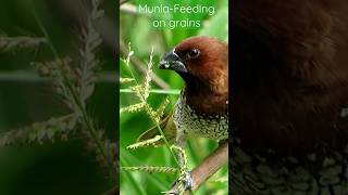 Munia feeding on Grass grains| #indianwildlife #indianbirds #nature #bird #feeding #birdwatching