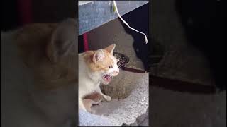 Rescuing  Momma Cat With her Kittens