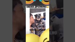 смешные видео - собака дразнилка#shorts #video