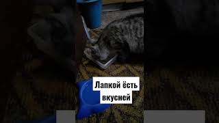 #смешныекошки #кошкамуся кашка вкусная