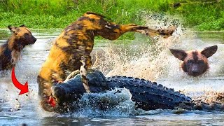 wild dogs kidnapped in front of his family by crocodile #wildlife