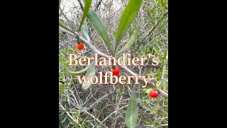 Berlandier's wolfberry