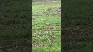 Gophers on the highway in Samara