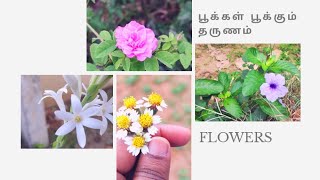 பூக்கள் பூக்கும் தருணம் | Flowers |Nature's Gift