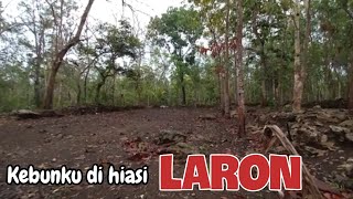 Kebunku Dihisai Dengan Indahnya Laron Yang Berterbangan