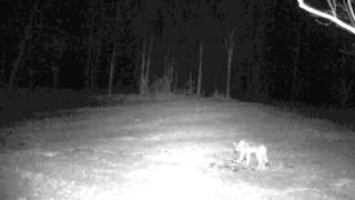 Coyotes at Old School Farm