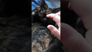 My Beautiful Sleepy Kitty (turn up volume to hear her soft purr)