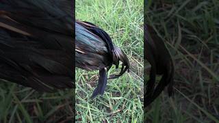 Rooster #viral #youtube #chicken life cl