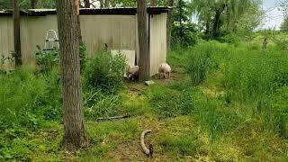 Capturing the pigs loose in the woods