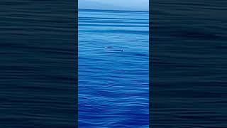 Watching Dolphins From Cabin Balcony #shortvideos #cruiseship #ship #dolphin #shortvideoviral