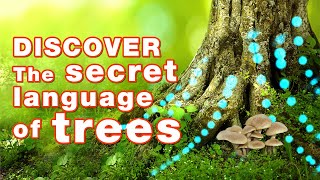 Improve your English (The Secret Language of Trees) | English Listening Skills - Speaking  Everyday