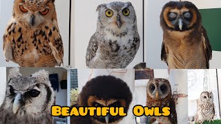 Beautiful Owls | Different Kind Of Owls