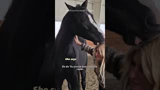 Let's talk about SOCIAL BEHAVIOR.. 🐎🐎🐎 #horsebehavior #equestrian #horsemanship #naturalhorsemanship