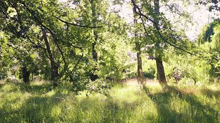 you're reading your favourite book in a quiet forest | a playlist for readers