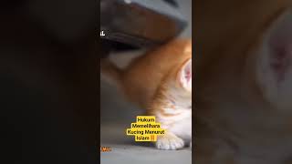 Hukum Memelihara Kucing Menurut Islam‼️ #kucinglucu #kucingimut #viral #shortsfeed