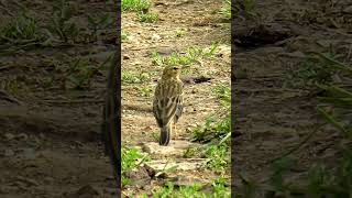 Луговой Конёк / Meadow Pipit