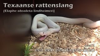 Texaanse rattenslang eet een eendagskuiken (deel 2) - De bek van een slang - Rat snake feeding time