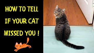 How to Tell If Your Cat Missed You | Signs Your Feline Friend Misses You