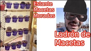 Transplante en macetas moradas. Robé Macetas: Chismesito suculentero!!!