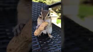 Cute Squirrel