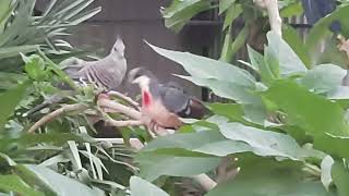 kanayan kalp güvercin   @güvercin   @kumru  bleeding heart dove