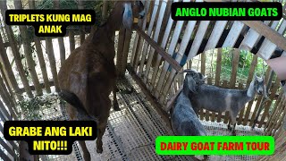 MGA KAMBING NA GINAGATASAN NINA MAAM BERNADETTE PINAKITA NA/GOAT FARMING PHILIPPINES/DAIRY GOAT FARM