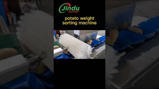 weighing weight sorting grading machine for potato carrot beet squash #fruit #machine  #equipment