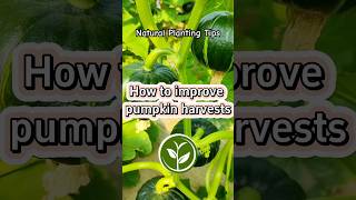 How to improve pumpkin harvest #shortvideo #plants #youtubeshorts #viralvideo #video #garden