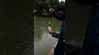 Mancing Trolling Dengan Teknik Hand Line #shorts #shortsvideo