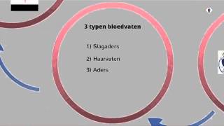 bloedsomloop deel 3: de haarvaten