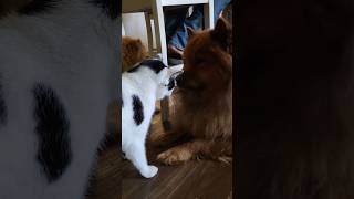 Cat wants to be with the dogs #pets #dogs #cats #pomeranian #chowchow