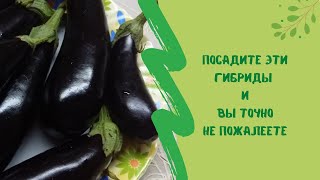 🍆👍Посадите эти гибриды баклажанов  и вы точно не пожалеете