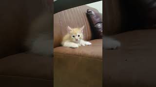 ANAK KUCING LUCU | CUTE KITTEN_14 #awolatv