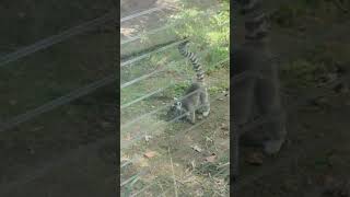 😱"UnBelievable Encounter: Getting Up Close with an Adorable Lemur at the Zoo!"👀