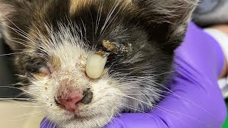 Sick kitten struggling to survive is found in time