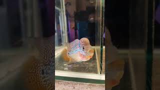 flowerhorn breeding pair